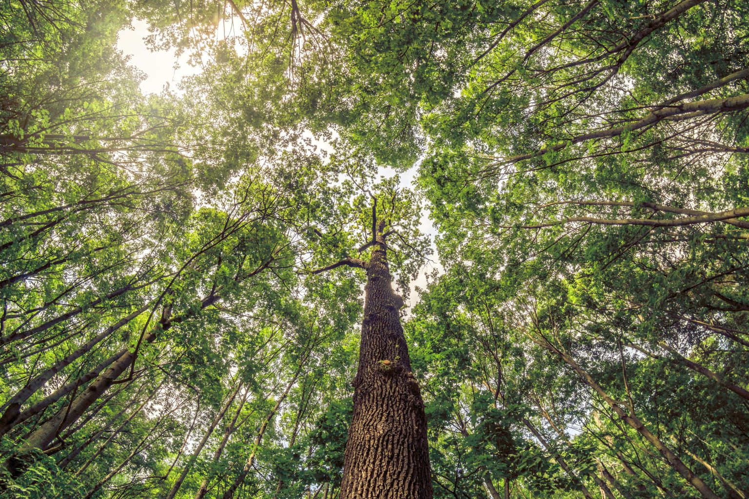 wide-angle-looking-up-trees-in-forest-2022-11-15-11-13-34-utc-min-1536x1024